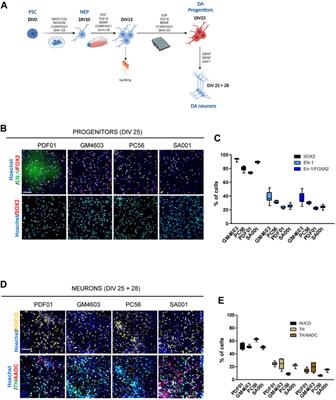 Identification of signaling pathways modifying human dopaminergic neuron development using a pluripotent stem cell-based high-throughput screening automated system: purinergic pathways as a proof-of-principle